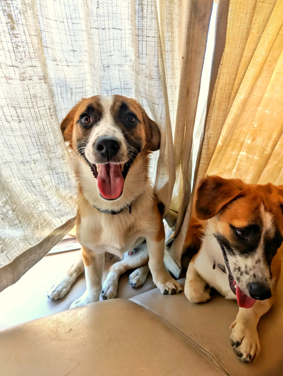 Princess, grown (with Little Buddy)