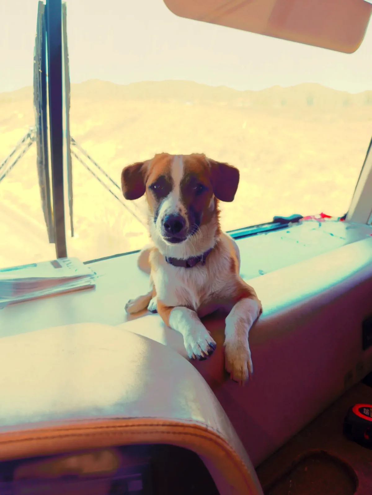Little Buddy™ on the truck dash, desert behind him, calm and alert