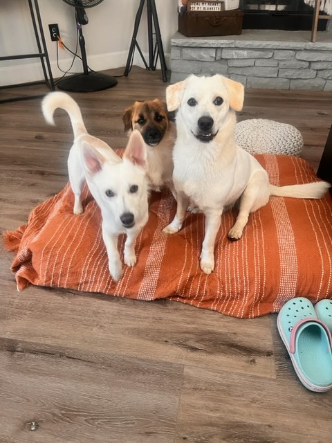 Gus Gus, Piña and Chica — the Pedros' home pack